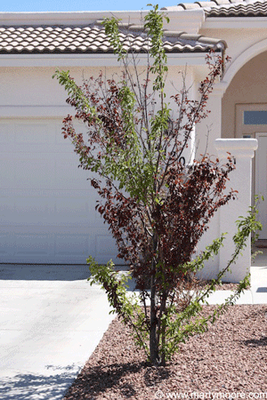 Purple leaf plum tree growth habits