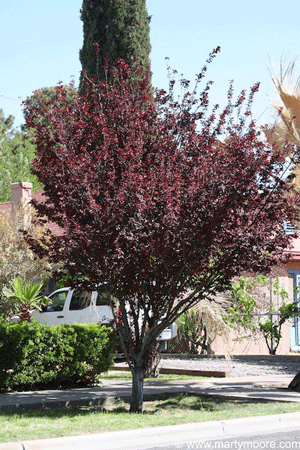 Purple leaf plum trees