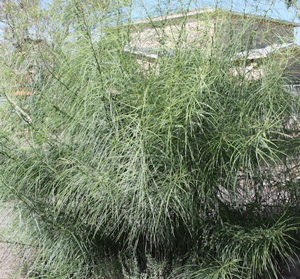 Mexican Palo Verde tree