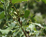 Immature pecans