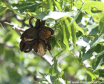 Pecans on tree