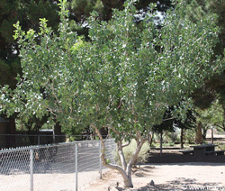 Pistachio tree