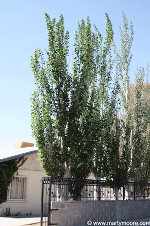 Poplar trees