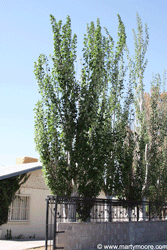 Poplar tree