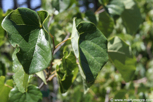 Redbud tree leaves