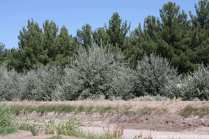 Russian Olive tree windbreak