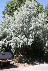 Russian Olive tree