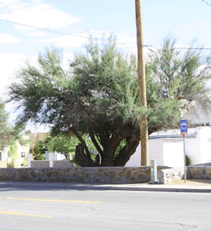 Salt Cedar trees