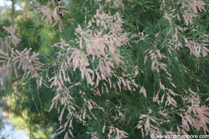 Saltcedar Trees - Invasive Trees in the Desert Southwest 