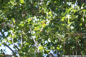 Sycamore tree leaves