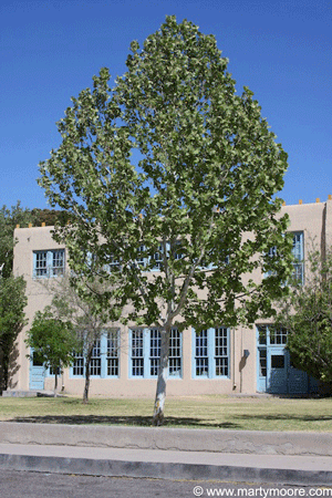 Sycamore tree