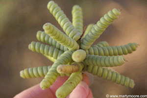 Screwbean Mesquite beans