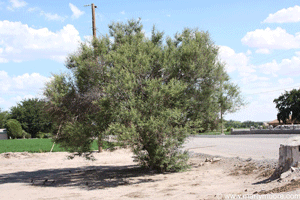 Old Vitex tree