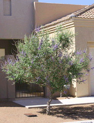 Vitex tree