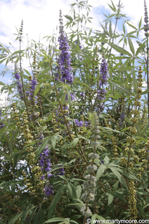 Vitex tree flowers & berries