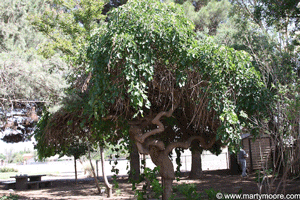 Weeping Mulberry tree