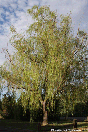 Weeping Willow Trees - Fast Growing Shade Trees for the Desert Southwest  Garden 