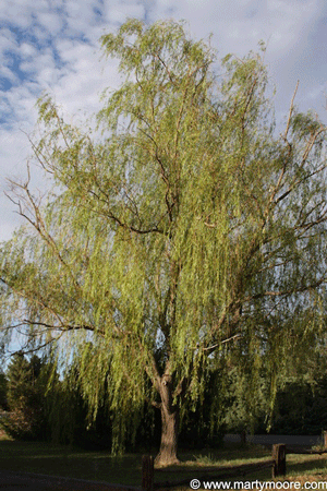 Weeping Willow  Future Tree Health