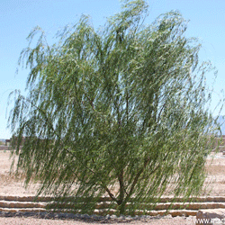 Weeping Willow tree