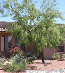 Mesquite tree