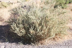 Fourwing Saltbush