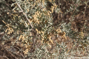 Fourwing Saltbush flowers