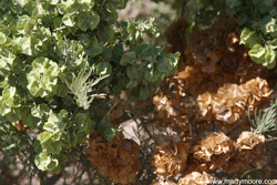 Four Wing Saltbush shrub