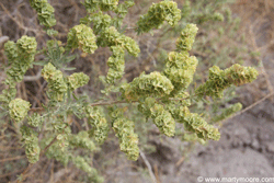 Fourwing Saltbush shrub