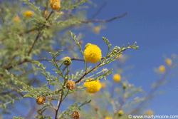 Sweet Acacia shrub