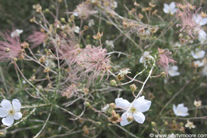 Apache Plume