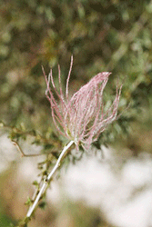 Apache Plume shrub