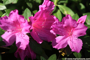 Azalea flowers