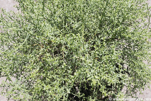 Coyote Bush