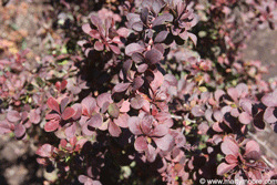 Barberry shrub