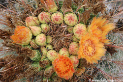 Barrel Cactus