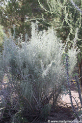 Rabbit Brush shrub