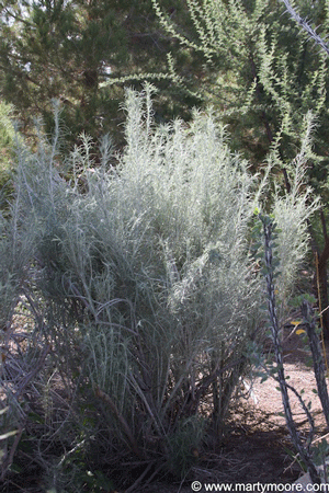 Rabbit Brush