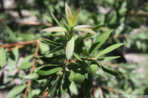 Bottle Brush shrub