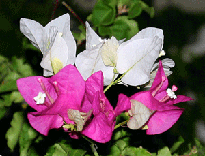 Bougainvilla flowers