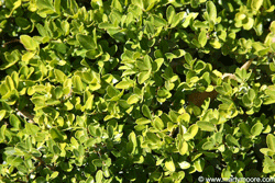 Boxleaf shrub