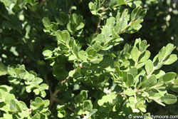 Boxwood shrub