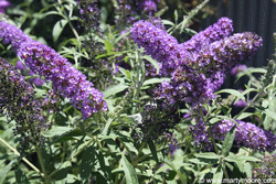 Butterfly Bush flowering shrub