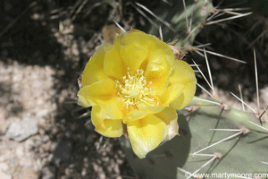 Prickly Pear flower