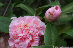 Camellia flowers