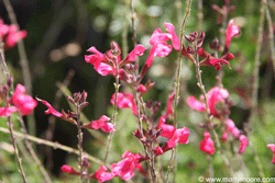 Cherry Sage flowering shrub