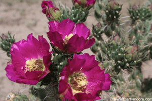 Cholla flowers