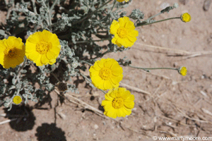 Cloth of Gold plant