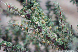 Cotoneaster shrub