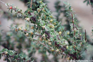 Gray Cotoneaster