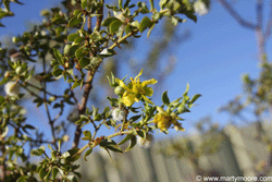 Cresote Bush shrub